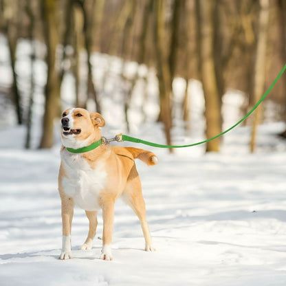 chien qui porte la laisse pour chien de dressage etanche en pvc verte