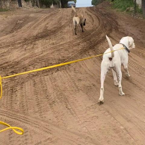 chien qui porte la laisse pour chien en pvc impermeable jaune