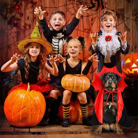 chien qui porte deguisement chien cape halloween