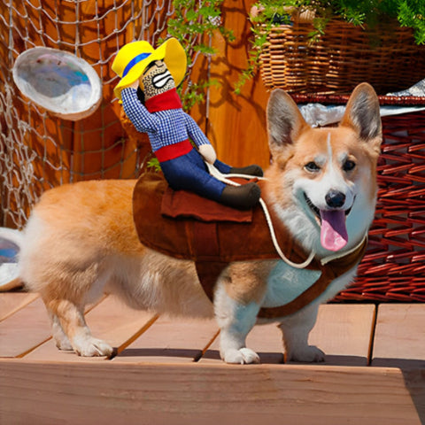 chien qui porte le deguisement chien cowboy adorable