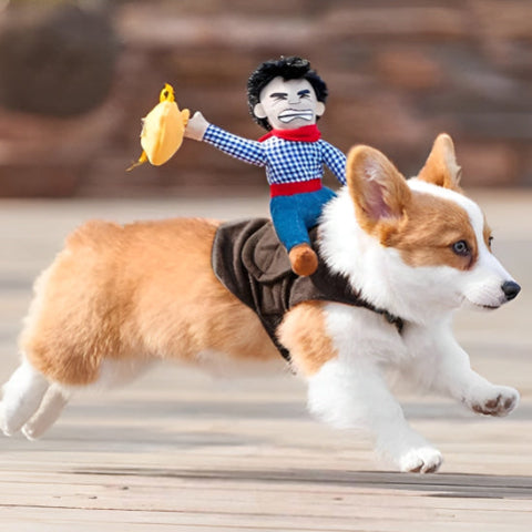 chien qui porte le deguisement chien cowboy durable