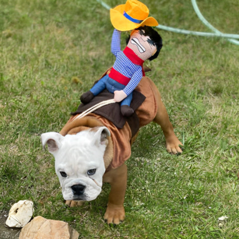 chien qui porte le deguisement chien cowboy indispensable