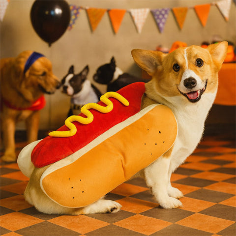 chien qui porte le deguisement chien hot dog elegant