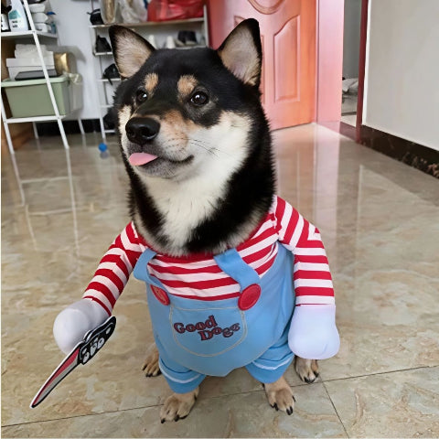 chien qui porte le deguisement chien pratique