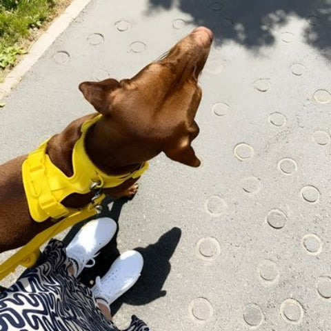 chien qui porte le harnais anti traction chien jaune de haute qualite