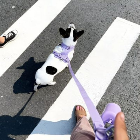chien qui porte le harnais anti traction chien lavender lilac mignon