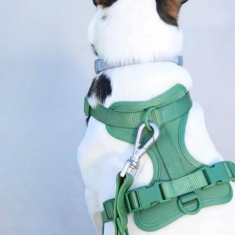 chien qui porte le harnais anti traction chien vert confortable