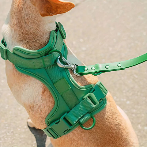 chien qui porte le harnais anti traction chien vert pratique