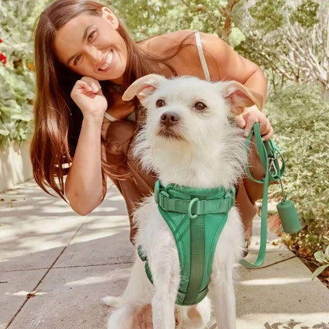 chien qui porte le harnais anti traction chien vert qui joue avec une femme dans un parc