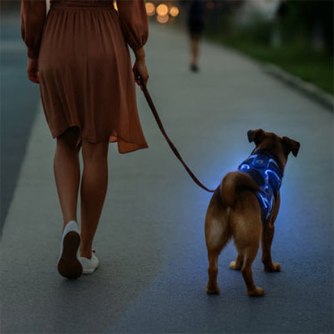 chien qui porte le harnais chien LED lumineux bleu et qui se promene avec sa proprietaire dans la rue