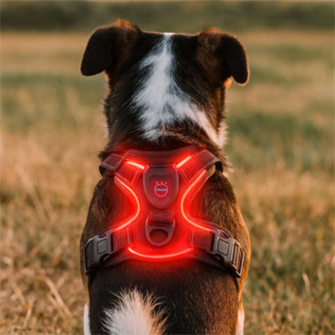 chien qui porte le harnais chien LED lumineux rouge robuste