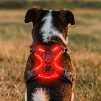 chien qui porte le harnais chien LED lumineux rouge robuste