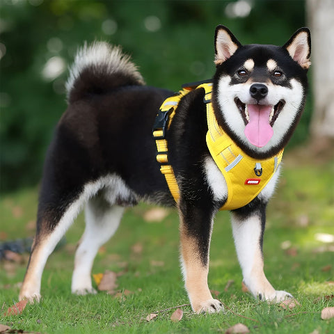 chien qui porte le harnais chien Laisse anti traction jaune essentiel