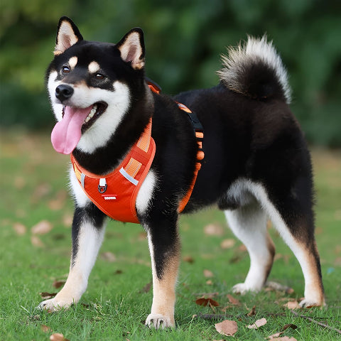 chien qui porte le harnais chien Laisse anti traction rouge durable