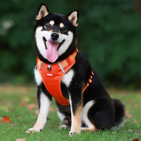 chien qui porte le harnais chien Laisse anti traction rouge indispensable