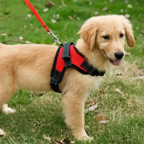 chien qui porte le harnais chien Sangle de poitrine ajustable dans un jardin