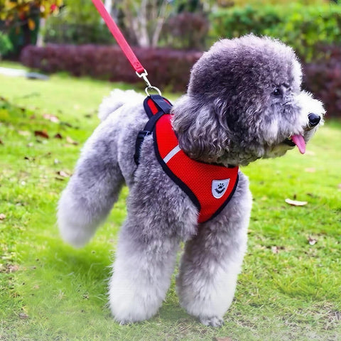 chien qui porte le harnais chien en maille rouge essentiel