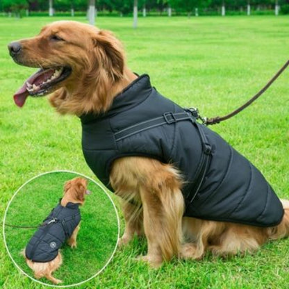 chien qui porte le harnais chien hiver noir chaud