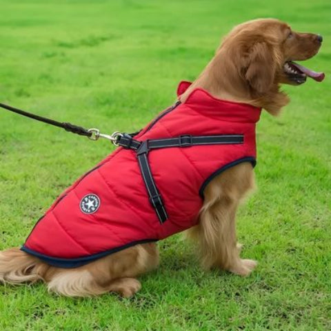 chien qui porte le harnais chien hiver rouge tres robuste