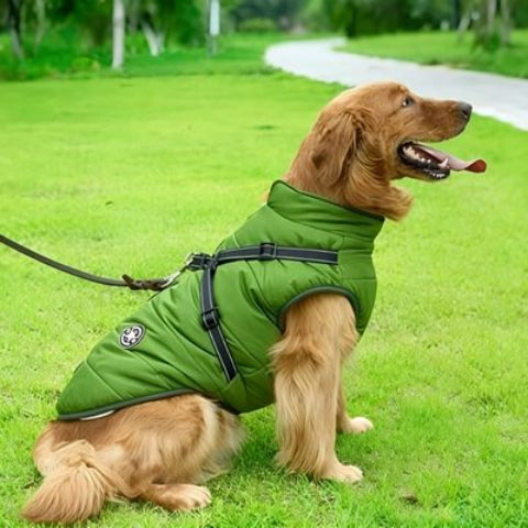 chien qui porte le harnais chien hiver vert chaud