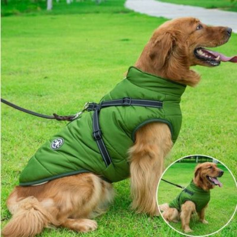 chien qui porte le harnais chien hiver vert tres robuste