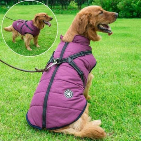 chien qui porte le harnais chien hiver violet tres chic