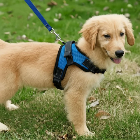 chien qui porte le harnais chien sangle de poitrine bleu