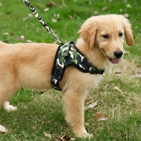 chien qui porte le harnais chien sangle de poitrine camouflage