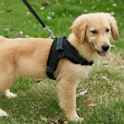 chien qui porte le harnais chien sangle de poitrine noir