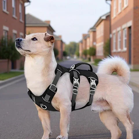 chien qui porte le harnais chien triple sangle avec poignee noir