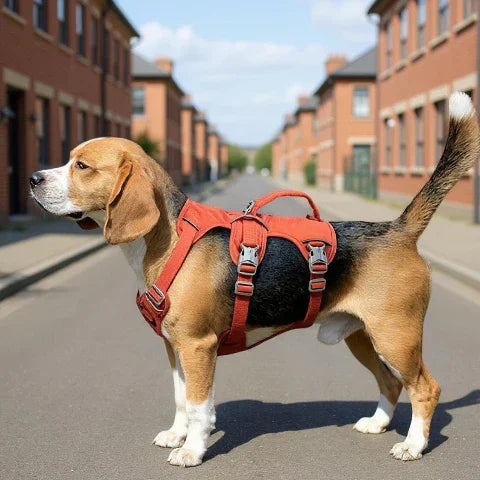 chien qui porte le harnais chien triple sangle avec poignee orange