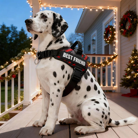 chien qui porte le harnais pour chien de service Servidog rouge chic