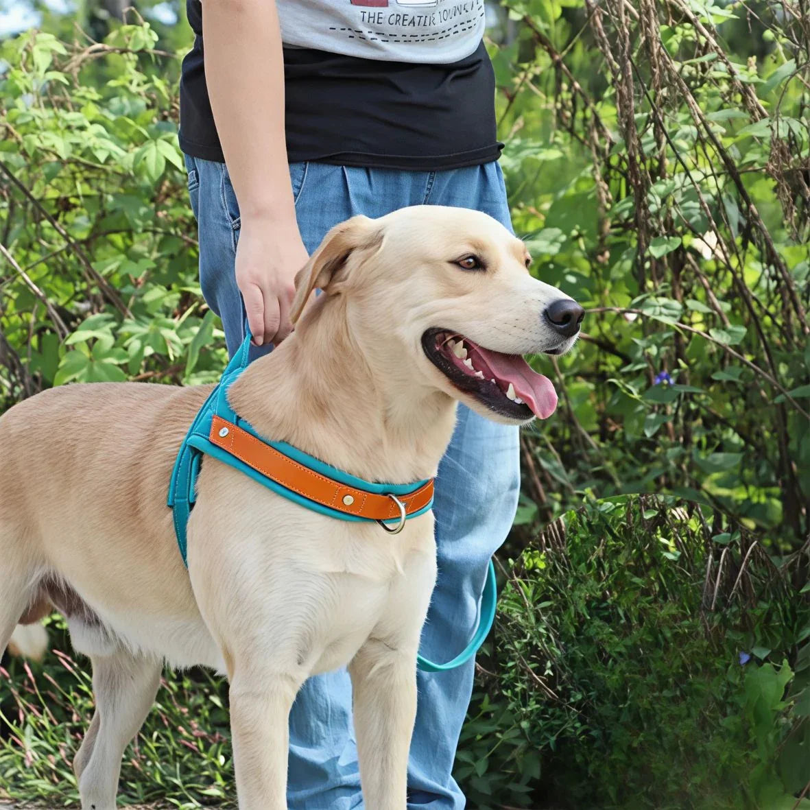 chien qui porte le harnais pour chien poitrail en nylon qui se promene avec son proprietaire