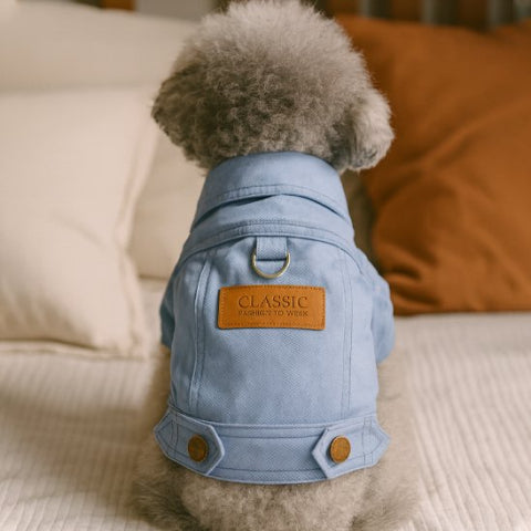 chien qui porte le manteau chien denim chic