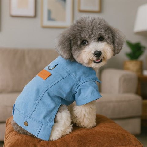 chien qui porte le manteau chien denim de haute qualite