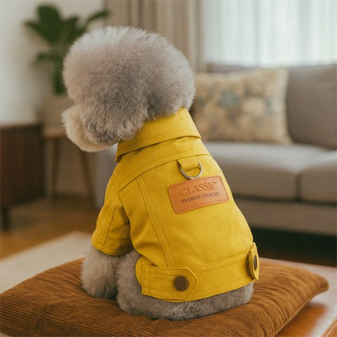 chien qui porte le manteau chien denim jaune