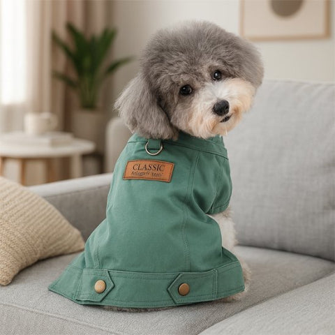 chien qui porte le manteau chien denim vert mignon