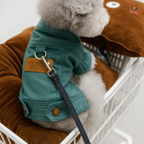 chien qui porte le manteau chien denim vert tres joli
