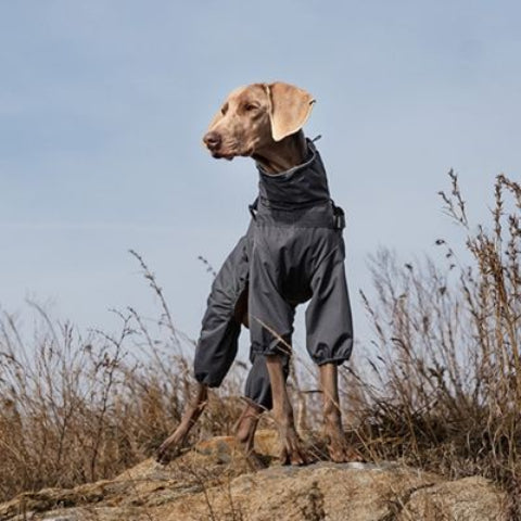 chien qui porte le manteau chien gris