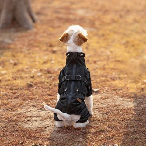 chien qui porte le manteau chien noir impermeable
