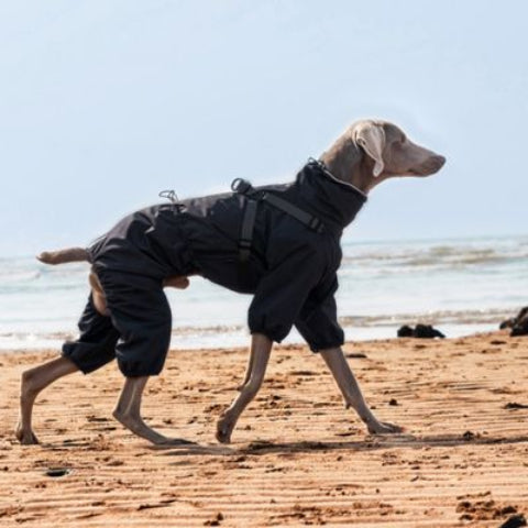 chien qui porte le manteau chien noir indispensable