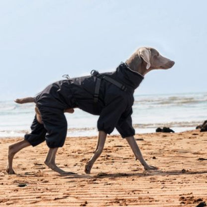 chien qui porte le manteau chien noir indispensable