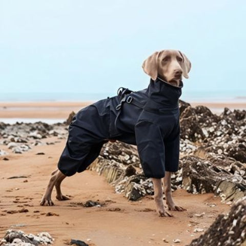 chien qui porte le manteau chien noir tres essentiel 