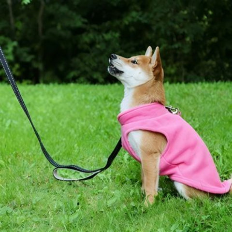 chien qui porte le manteau chien rose tres confortable