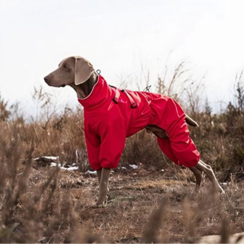 chien qui porte le manteau chien rouge tres beau