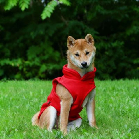 chien qui porte le manteau chien rouge tres joli