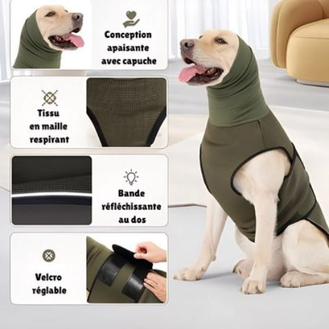 chien qui porte le manteau chien vert display