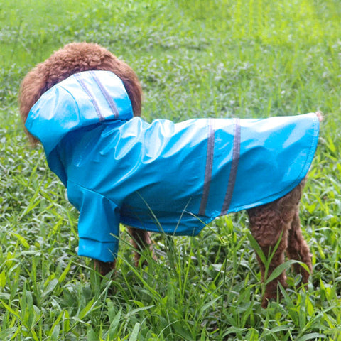 chien qui porte le manteau pour chien bleu elegant