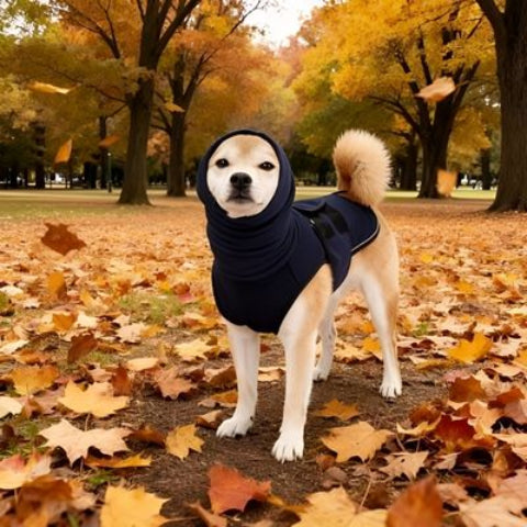labrador qui porte le manteau pour chien gilet bleu de bonne qualite
