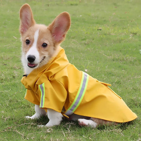 pembroke qui porte le manteau pour chien glowcape jaune de bonne qualite